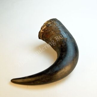 Bison Horns