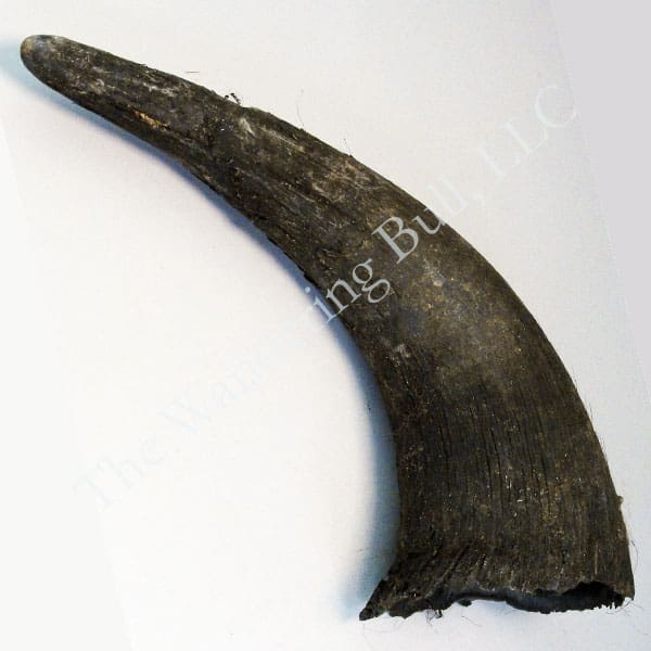 Bison Horns Rough
