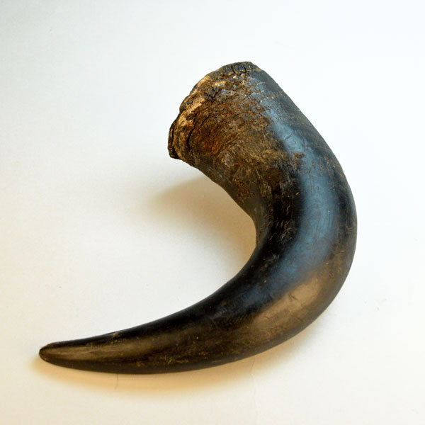 Bison Horns