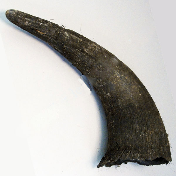 Bison Horns Rough