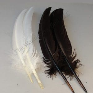 Colored Wing Feathers