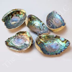 Abalone Shells & Scallop Shells Broken Pieces