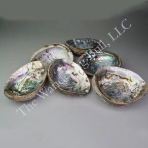 Abalone Shell - Natural Premium