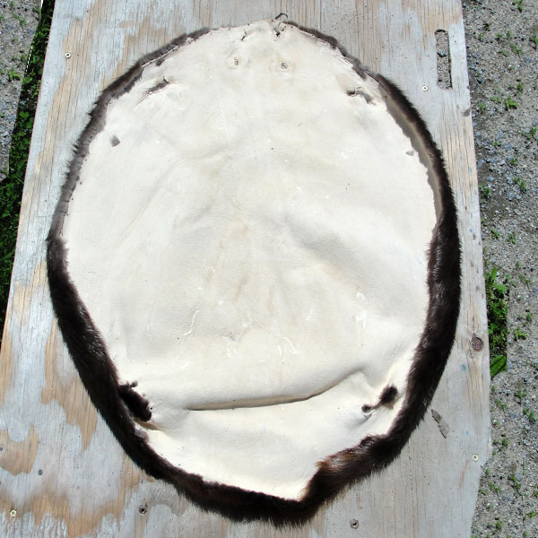 Beaver Pelt back side
