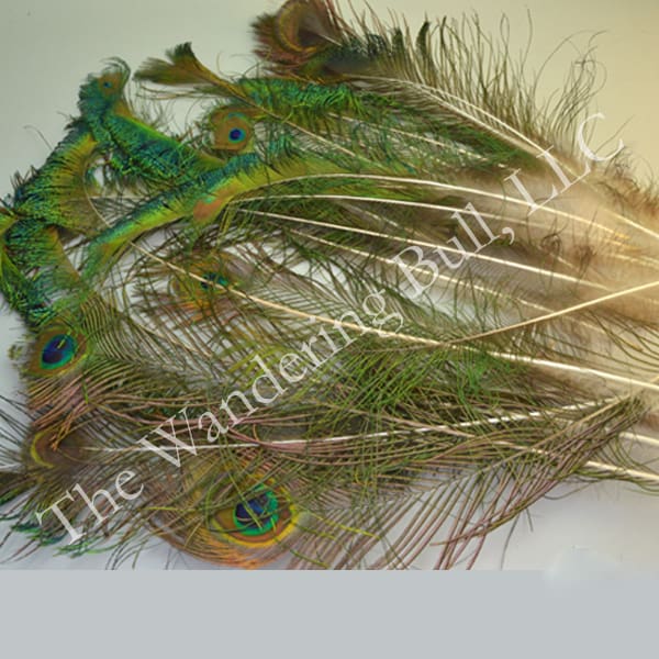 Feathers Peacock Tail