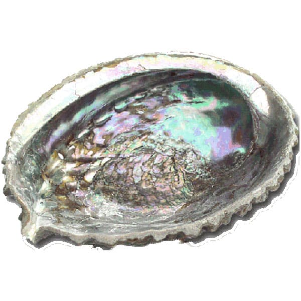 Abalone Shells Natural Beauty - The Wandering Bull, LLC