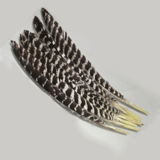 Turkey Spikes Natural Barred