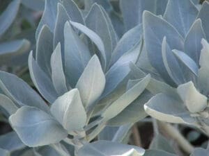 Guides to Healing Plants