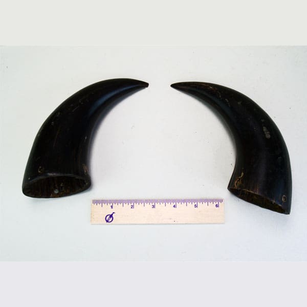 Buffalo Horns Matched Pair