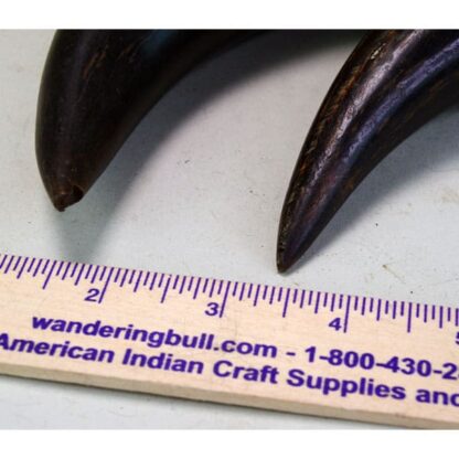 Buffalo Horns Matched Pair tip end with ruler