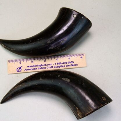 Buffalo Horns Matched Pair with ruler