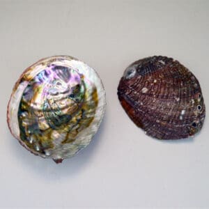 Abalone Shell 4" - 5"