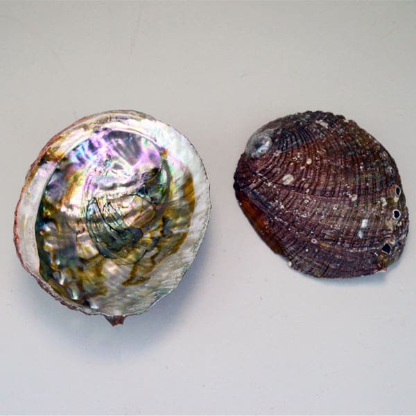 Abalone Shell 4" - 5"