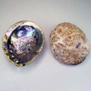 Abalone Shell 6" - 7"