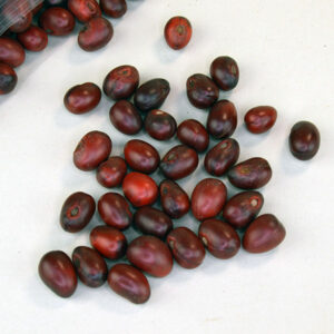 Mescal Beans- red in color