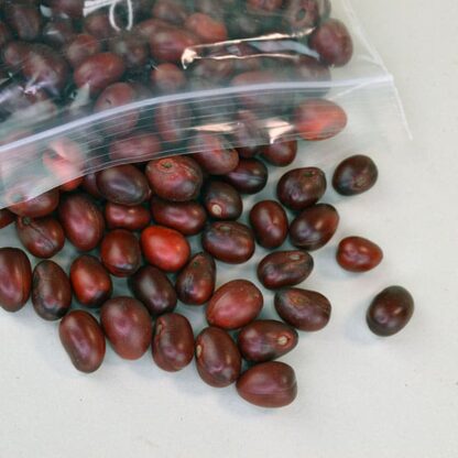 Mescal Beans- This Lot has approximately 500 mescal beans, you get a dark red color. for your next project . One of a Kind!