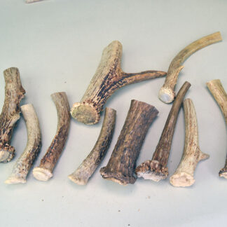 Deer Antler Group Lot