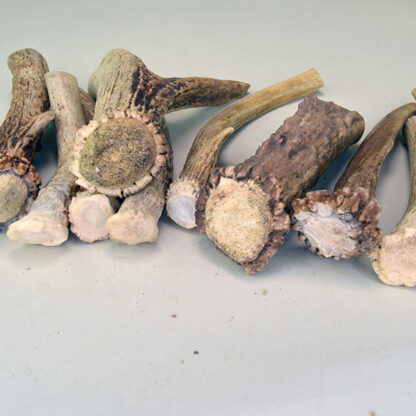 Deer Antler Group Lot