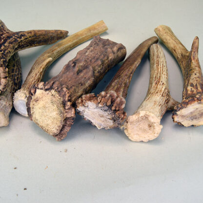 Deer Antler Group Lot