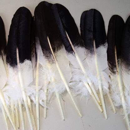 Feathers Hand Painted Lot