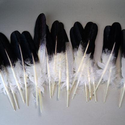 Feathers Hand Painted Lot