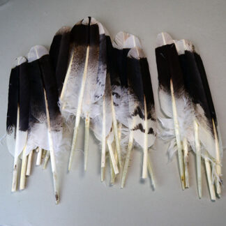 Harris Hawk Handprinted Feathers