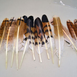 Hand-painted Hawk Lot