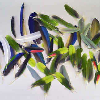 vibrant Feathers- Macaw & Parrot Lot. approximately 42 parrot feathers measuring 4–6 inches and 12 Blue Macaw feathers ranging from 6–11 inches.