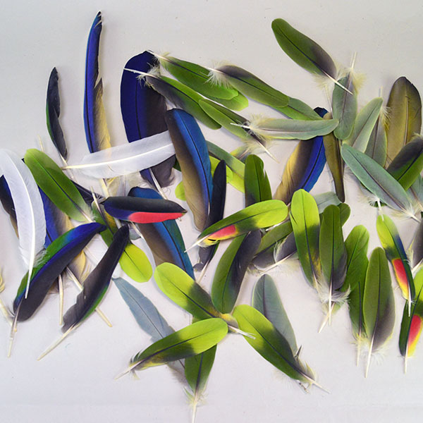vibrant Feathers- Macaw & Parrot Lot. approximately 42 parrot feathers measuring 4–6 inches and 12 Blue Macaw feathers ranging from 6–11 inches.