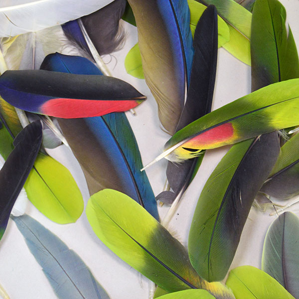 vibrant Feathers- Macaw & Parrot Lot. approximately 42 parrot feathers measuring 4–6 inches and 12 Blue Macaw feathers ranging from 6–11 inches. more colors.