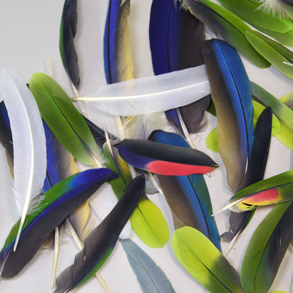 vibrant Feathers- Macaw & Parrot Lot. approximately 42 parrot feathers measuring 4–6 inches and 12 Blue Macaw feathers ranging from 6–11 inches. the variety of colors.