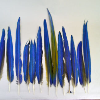 premium Feathers- Macaw Tail lot of 13 feathers, ranging from an impressive 14 to 23 inches. bold blues, and rich gold tones. One of a Kind.
