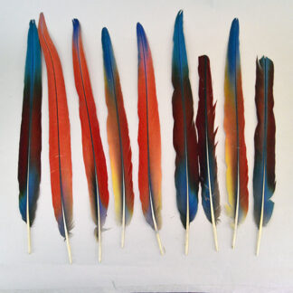 This striking lot of 9 Feathers- Scarlet Macaw Tail offers an impressive size range from 16 to 21 inches long. One of a Kind.