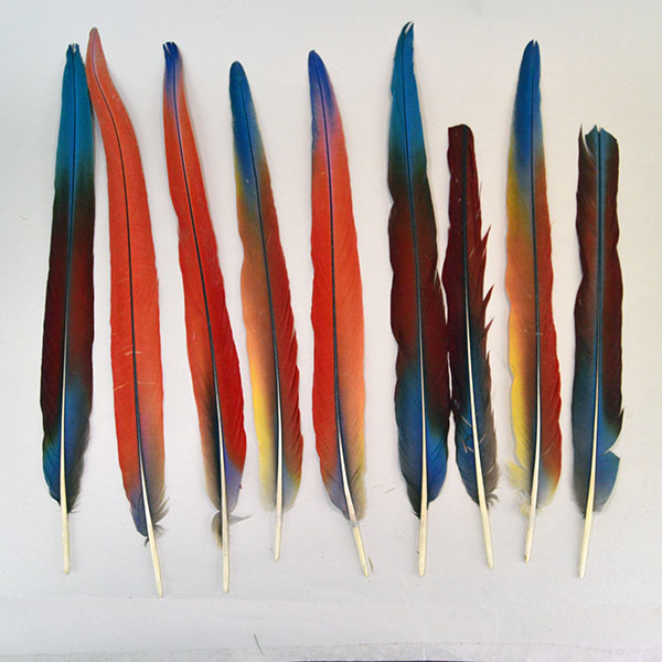 This striking lot of 9 Feathers- Scarlet Macaw Tail offers an impressive size range from 16 to 21 inches long. One of a Kind.
