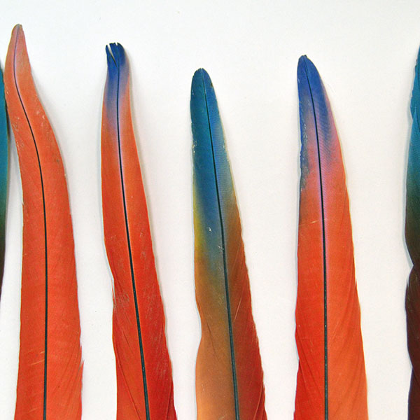 This striking lot of 9 Feathers- Scarlet Macaw Tail offers an impressive size range from 16 to 21 inches long. One of a Kind. The tips.