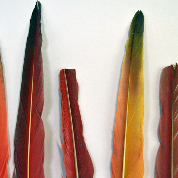 This striking lot of 9 Feathers- Scarlet Macaw Tail offers an impressive size range from 16 to 21 inches long. One of a Kind. the other side.