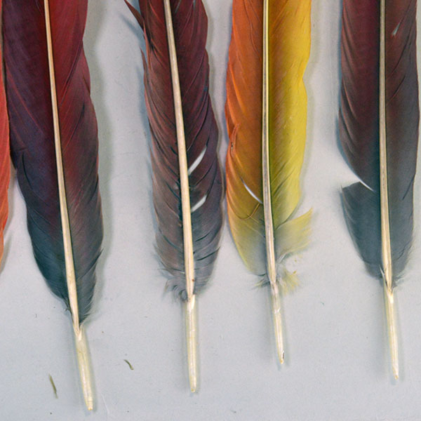 This striking lot of 9 Feathers- Scarlet Macaw Tail offers an impressive size range from 16 to 21 inches long. One of a Kind. The bottom other side.