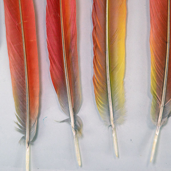 This striking lot of 9 Feathers- Scarlet Macaw Tail offers an impressive size range from 16 to 21 inches long. One of a Kind. The bottom.