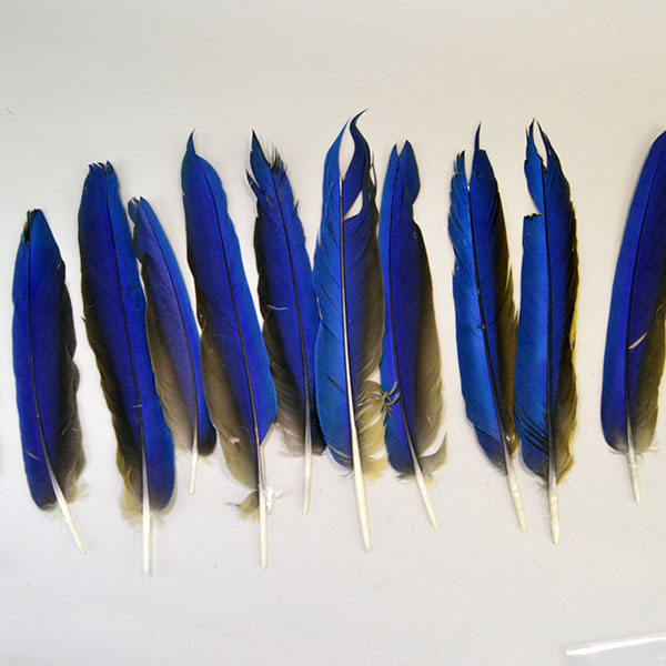 Elevate your next project with this premium Feathers- Vibrant Macaw Tail lot of 11 feathers, ranging from an impressive 9 to 12 inches. one of a kind.
