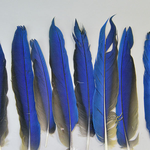 Elevate your next project with this premium Feathers- Vibrant Macaw Tail lot of 11 feathers, ranging from an impressive 9 to 12 inches. one of a kind. the front side.