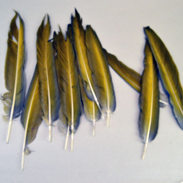 Elevate your next project with this premium Feathers- Vibrant Macaw Tail lot of 11 feathers, ranging from an impressive 9 to 12 inches. one of a kind. The back side of the feather.