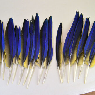 This well‑balanced Macaw Wing Feather Lot includes six left‑side and nine right‑side, each measuring between 10 and 14 inches long.