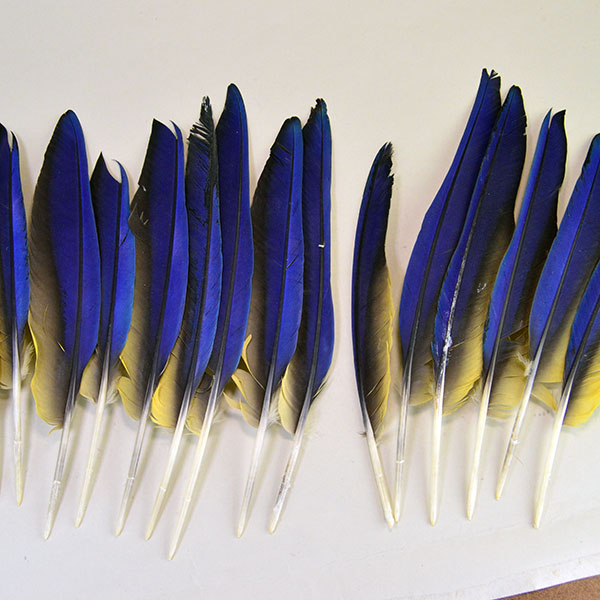This well‑balanced Macaw Wing Feather Lot includes six left‑side and nine right‑side, each measuring between 10 and 14 inches long.