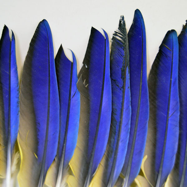 This well‑balanced Macaw Wing Feather Lot includes six left‑side and nine right‑side, each measuring between 10 and 14 inches long. pictured here is the cobalt blue front side.
