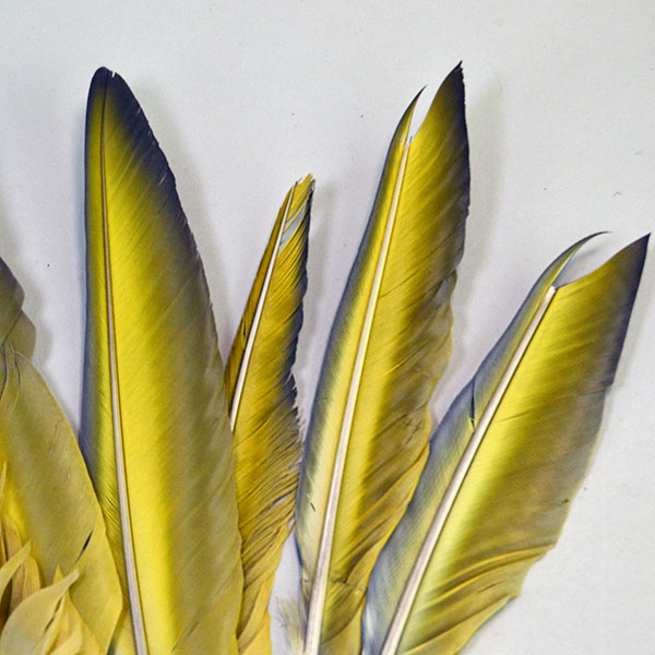 This well‑balanced Macaw Wing Feather Lot includes six left‑side and nine right‑side, each measuring between 10 and 14 inches long. The golden yellow backside.
