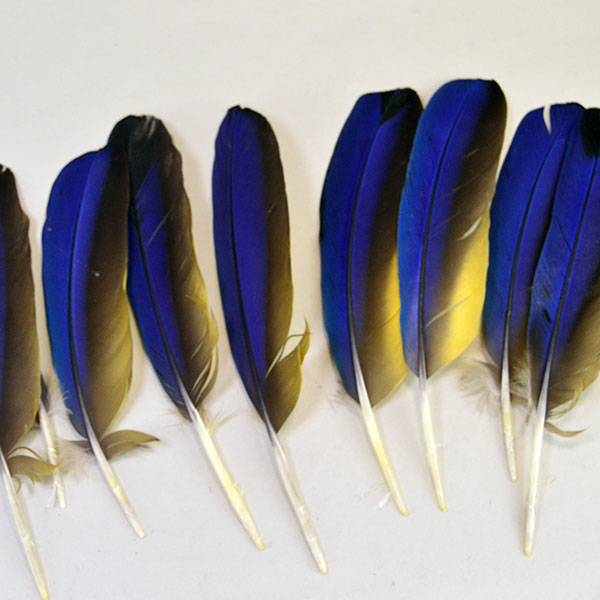 This well‑matched Macaw Wing Feathers lot features fifteen right‑side and one left‑side Blue and Gold Macaw wing feathers. Approx. 6 and 9 inches long.