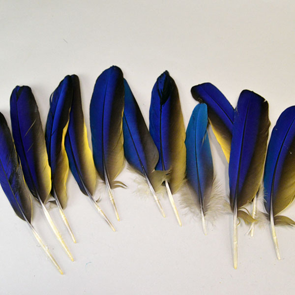This well‑matched Macaw Wing Feathers lot features fifteen right‑side and one left‑side Blue and Gold Macaw wing feathers. Approx. 6 and 9 inches long. The front.