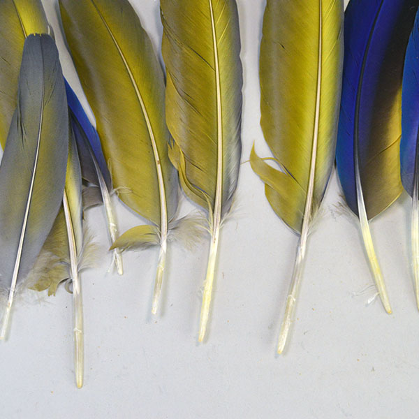 This well‑matched Macaw Wing Feathers lot features fifteen right‑side and one left‑side Blue and Gold Macaw wing feathers. Approx. 6 and 9 inches long. The back.