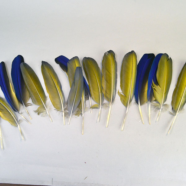This well‑matched Macaw Wing Feathers lot features fifteen right‑side and one left‑side Blue and Gold Macaw wing feathers. Approx. 6 and 9 inches long. The back showing the golden color.