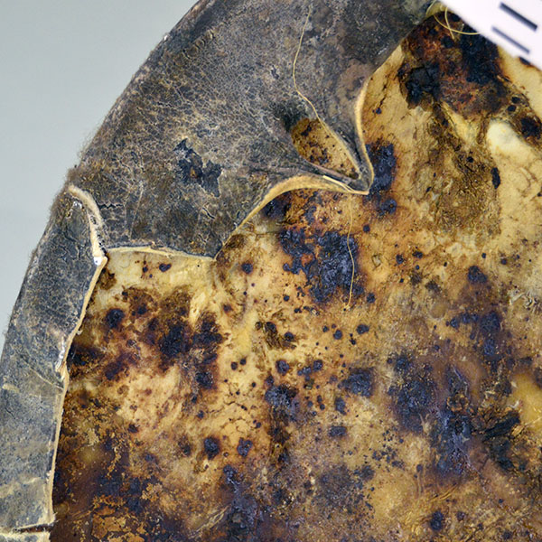 Striking shield features a 15″ buffalo‑rawhide body, quilled medicine wheel, Two old turkey feathers, a hose tail. One of a Kind. The side view.